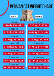 A siamese cat may weigh as vets say that cats' weight gain usually comes down to the type and quantity of food they're fed, along with plain old boredom. 3 Charts Cat Weight Chart By Age In Kg Ib 2020