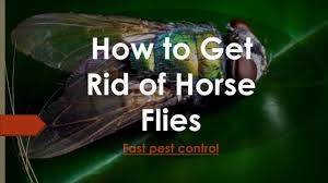 Our horse fly trap is the best outdoor horse fly control system that money can buy! Know How To Get Rid Of Horse Flies Fast Pest Control 2019 Youtube