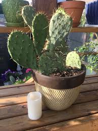What is a prickly pear cactus? Live Outdoor Or Indoor Prickly Pear Cactus Plant In A Textured Plastic Planter Flower Pot Firm Price For Sale In Seattle Wa Offerup