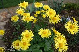 Cowslip, early spring yellow wildflower in nature, close up. Early Blooming Perennials 10 Favorites For Your Garden