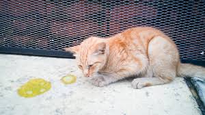 Haben die fellnasen freigang, dann ist eine wurmkur bei katzen alle drei monate empfehlenswert. Katze Entwurmen Entwurmung Katze Katzenwelt Net