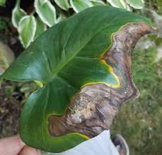 My Monstera Needs Help Outdoors In Partial Shade About 75 80 Shade With Dappled Sun Otherwise An Online Search Sugges Monstera Plant Leaves Plant Problems