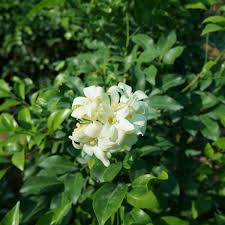 Image result for Murraya