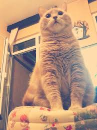 Sari Kedi Kori Owen Hunt A Benzer Bence Kedi Kori