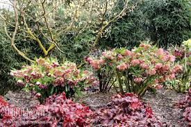 Terra Nova Nurseries Professional Growers Helleborus Winter Jewelsa Amber Gem Plants Lenten Rose Shade Perennials