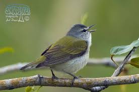 Image result for Tragiella natalensis