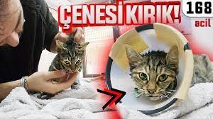 3 kattan dustu cenesi kirildi acil goruntuleri yavru kedi suan durum iyiye gidiyor dobida 168 youtube