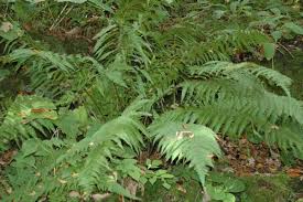 Image result for Dryopteris athamantica