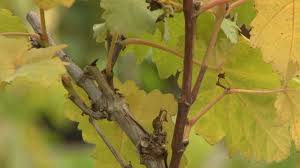 Comment Identifier Les Differentes Parties De La Vigne Avant La Taille Vigne Feuilles De Plantes Bourgeon