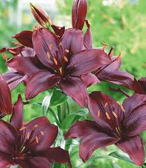 Baldur Garten Lilie Mapira 5 Knollen Lilium Flower Farmer Oriental Lily Beautiful Flowers