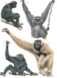 The mammalian order of primates includes monkeys, apes, lemurs, and human beings. Primates Of The World An Illustrated Guide Book Review