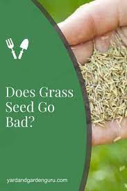Does Grass Seed Go Bad Grass Seed Planting Grass Seed Planting Grass