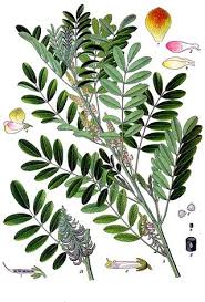 Image result for Indigofera erythrogramma