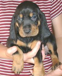 Black And Tan Hound Dog Pin By Ashley Losic On If I Owned A Zoo Coonhound Puppy Coonhound Puppies And Kitties