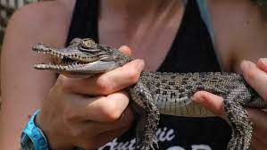 Pet Crocodiles Make For Quirky Christmas Presents In The Nt Abc News