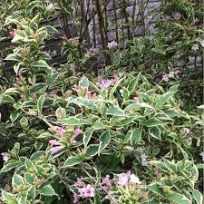A rainbow of color from spring to fall. Weigela Florida Kolmagira Syn Weigela Florida Magical Rainbow Weigela Florida Rainbow Sensation Weigela Magical Rainbow In Gardentags Plant Encyclopedia