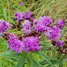 Image result for Vernonia undulata