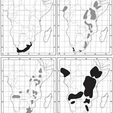 Image result for Afroligusticum