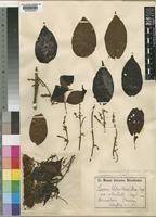 Image result for Lannea welwitschii