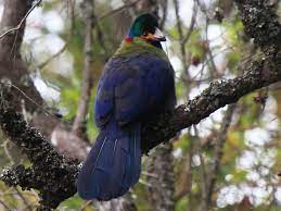 Rwenzori turaco view camp site. Rwenzori Turaco Ebird
