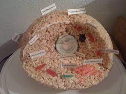 Maybe you would like to learn more about one of these? Katie S Rice Krispie Treat Animal Cell Science Project All Eatible Animal Cell Animal Cells Model Edible Cell Project