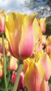Blushing Lady An Elegant Single Late Tulip Beautiful Flowers Yellow Tulips Flowers