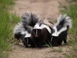 Your yard may have become the favored feeding spot of a furry visitor. How To Evict A Skunk Out From Under Your House For Less Than 5 4 Steps Instructables
