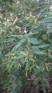 Image result for Acacia amythethophylla