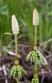 Image result for Thesium equisetoides