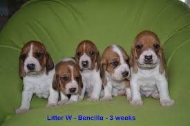 Image result for švycký honič