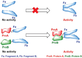 Films en vf ou vostfr et bien sûr en hd. Detecting Protein Protein Interaction Based On Protein Fragment Complementation Assay Bentham Science