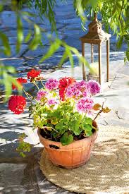 Geranio Cuidados Consejos Y Trucos Para Dar Vida A Tu Jardin O Balcon