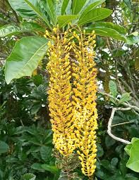 Image result for Agelanthus fuellebornii
