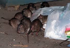 The best pest control service for sacramento ca, elk grove ca and surrounding areas. California Bill Targets Rat Poisons That Kill Rats Predators Too