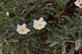 Image result for Sida ovata