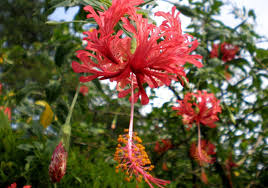 Image result for Hibiscus schizopetalus