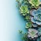Succulent Garden Workshop event image
