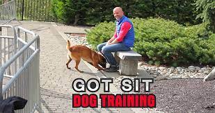 Check spelling or type a new query. Dog Training Seattle Wa Got Sit Dog Training