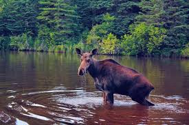 Kristy paniptchuk filmed a cow moose running on the. Bull Moose Cow Moose Bonus Photo Post 34 Steemit