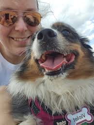 Please meet very sad 8 year old pom girlie, SAVANNAH. So,