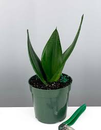 There are over 70+ snake plant varieties or sansevieria varieties found on earth. Sansevieria Black Dragon Plant Proper