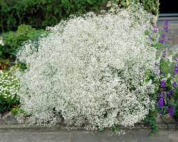 Gypsophila Paniculata Pluimgipskruid Hardy Perennials Babys Breath Babys Breath Flowers
