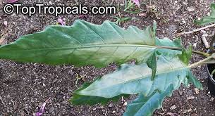 If so, alocasia lauterbachiana is a great fit as i t holds high ornamental value because of its uniquely shaped colorful leaves. Alocasia Sp Alocasia Taro Toptropicals Com