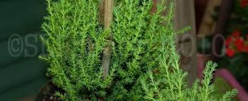Wilma goldcrest monterey cypress is recommended for the following landscape applications Cupressus Lemon Cypress Monterey Cypress Cupressus Macrocarpa Wilma Goldcrest