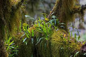 Image result for Erica kingaensis