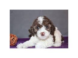 Structure, soundness, type, movement & color. F1b Cockapoo Dog Female Brown White 2343823 The Barking Boutique