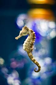 When a female seahorse is ripening eggs they will become quite plump. Seahorse Archives Oregon Coast Aquarium