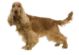 English Cocker Spaniel Origin Uk Kopek