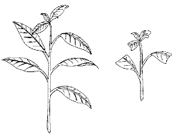 You can try the kitchen tongs augmented by grabbing with a gloved hand, but be prepared to get stuck a couple of times. 13 Propagation Nc State Extension Publications