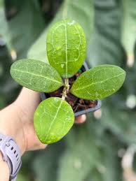Image result for Hugonia elliptica